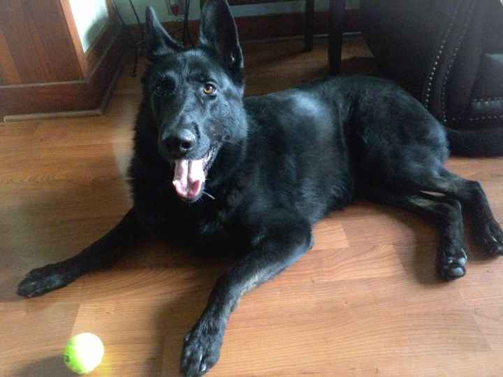 It is national dog day!