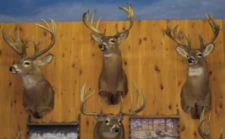 Spinoff- What does your SO want to do that makes you cringe?