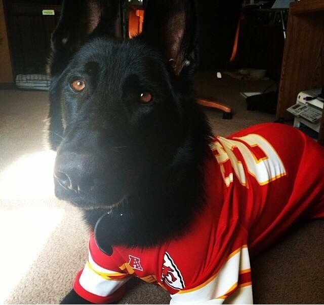 Got a new puppy, lets see a pic of your pets