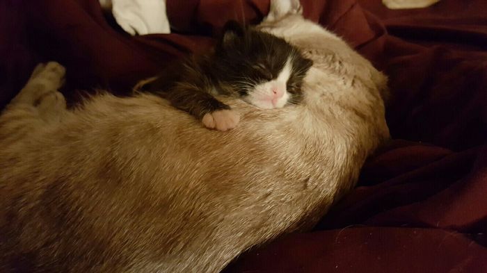 NWR: Saying Goodbye to My Kitty