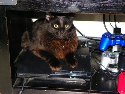 *NWR* Post pics of your furry (or not so furry) kids!