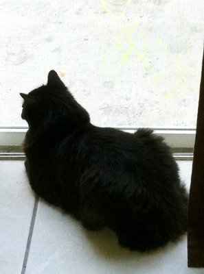 *NWR* Post pics of your furry (or not so furry) kids!