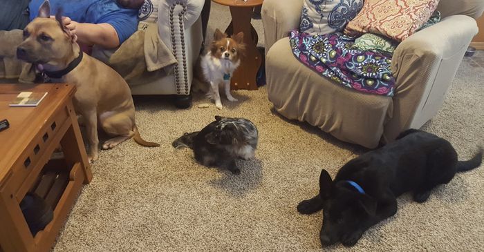 NWR: New puppy!