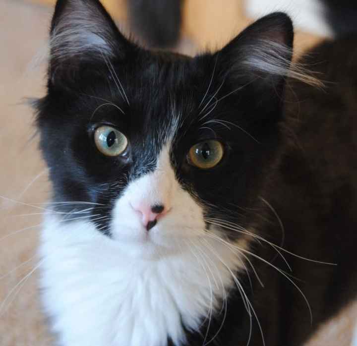 NWR: post pics of your pets!!