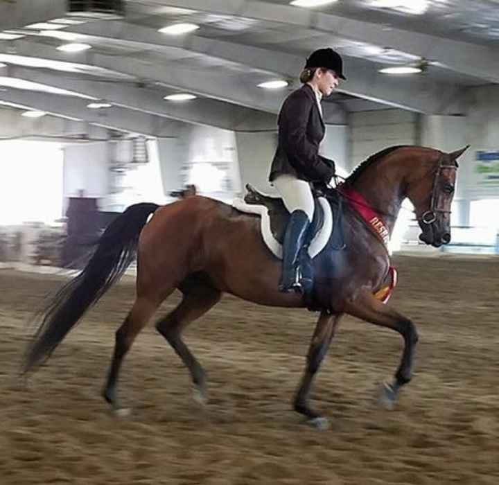 NWR: Equestrians of WW