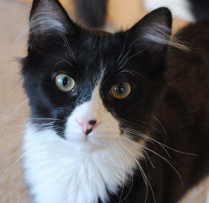 NWR: post pics of your pets!!