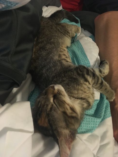 NWR: Follow up on kitten