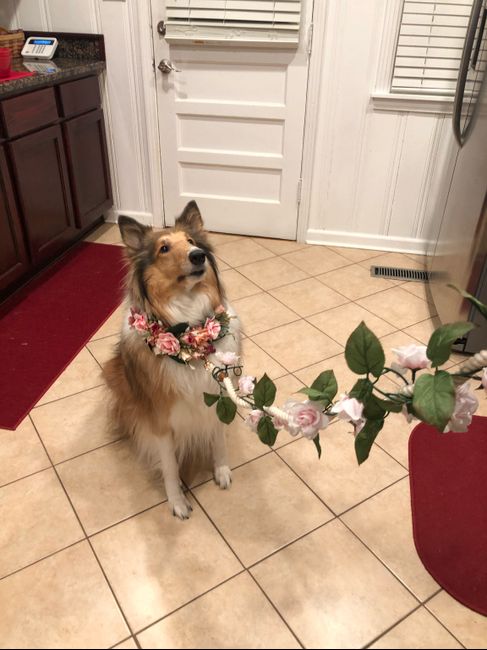 Are pets in your wedding? - 1