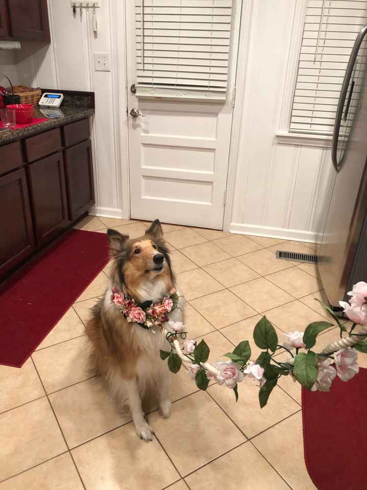 Pet Parents? - 2