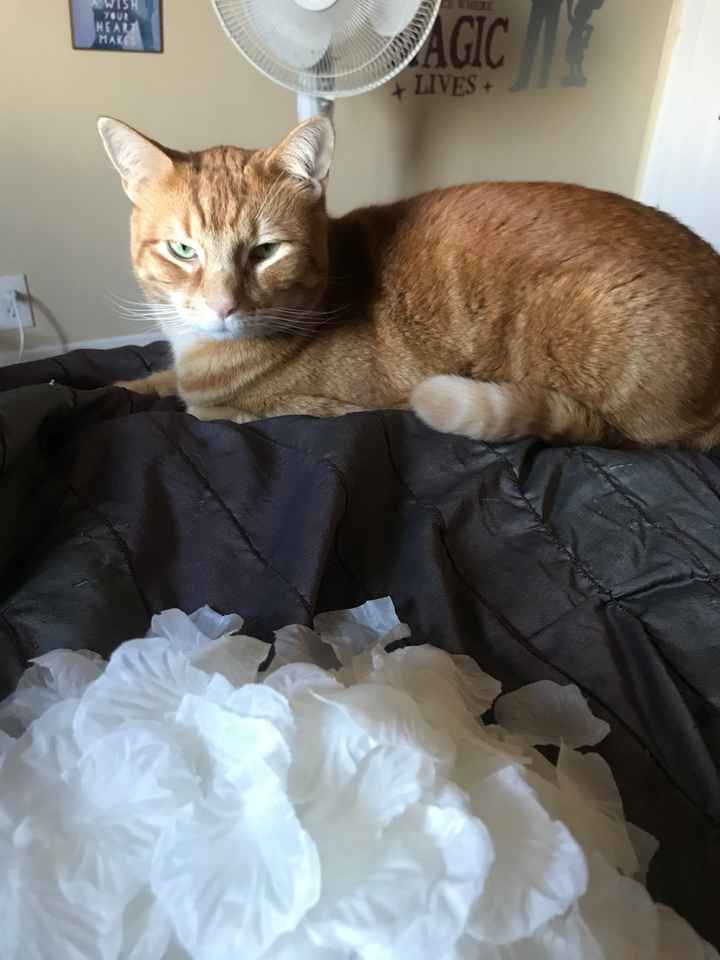 Dog Items on Registry? - 2