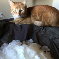 Dog Items on Registry? - 2