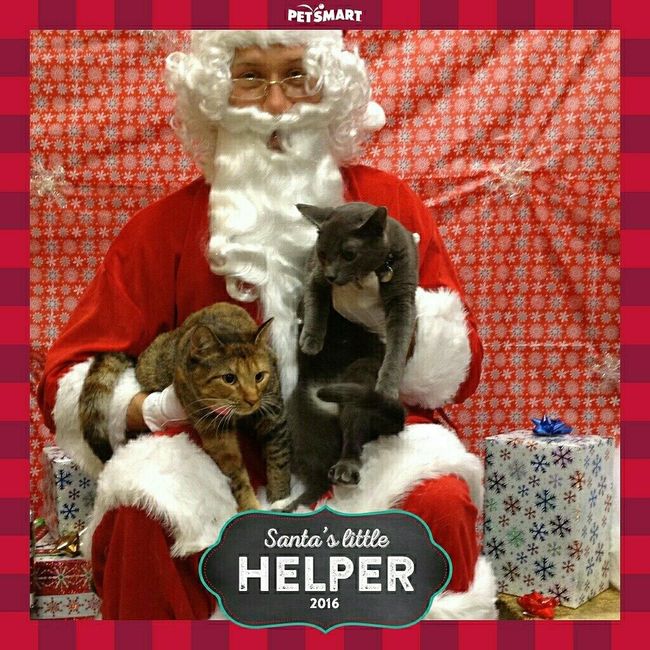 NWR: Show me your holiday spirit pets!