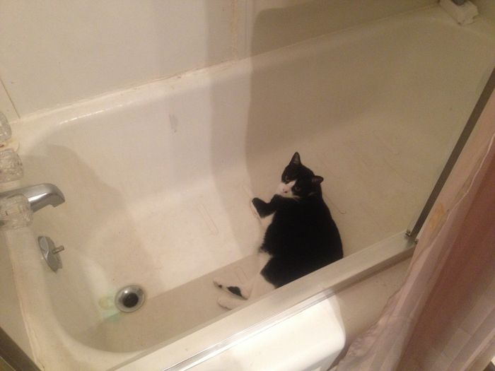 NWR: Happy Furry Fursday, let's see them fur babies!