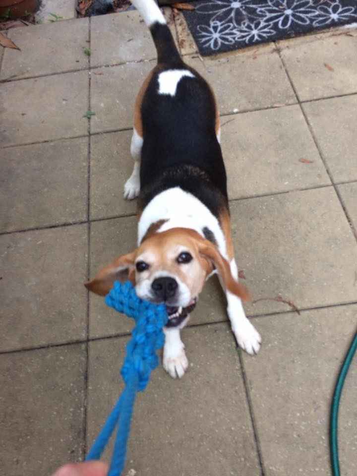 NWR: Our fur baby is going to the big dog park in the sky :(