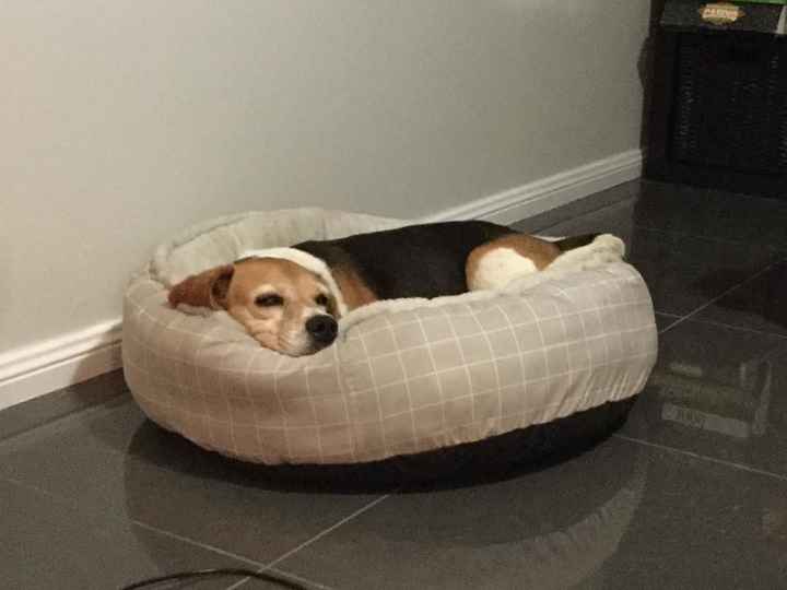 NWR:  Show me your fur babies!