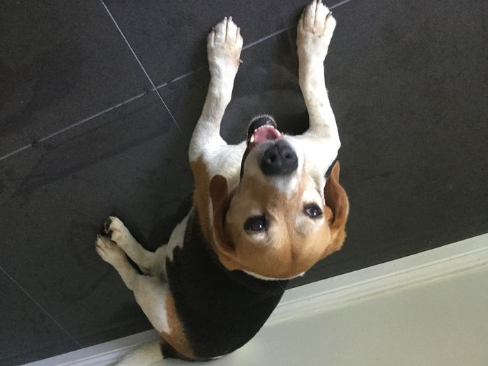 NWR: Puppy Friday!!