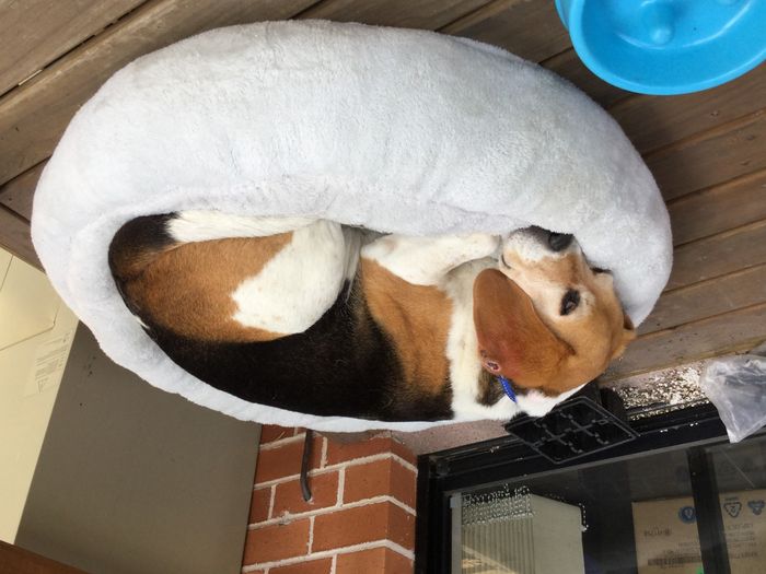 NWR: Puppy Friday!!