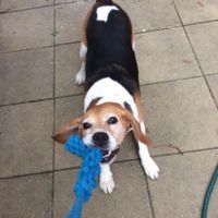 NWR: Our fur baby is going to the big dog park in the sky :(