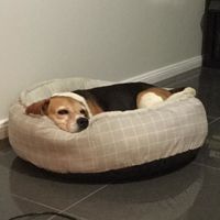 NWR: Our fur baby is going to the big dog park in the sky :(