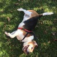 NWR: Silly pictures of your pets
