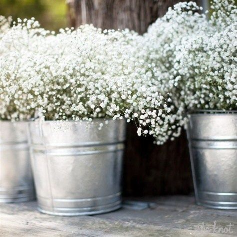 Baby's Breath in Buckets