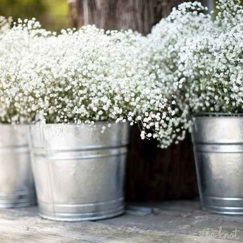 Baby's Breath in Buckets