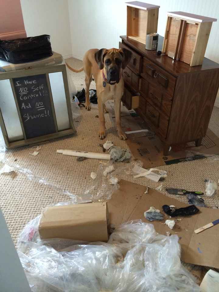 NWR: Share your funny pet stories!