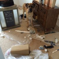 NWR: Share your funny pet stories!