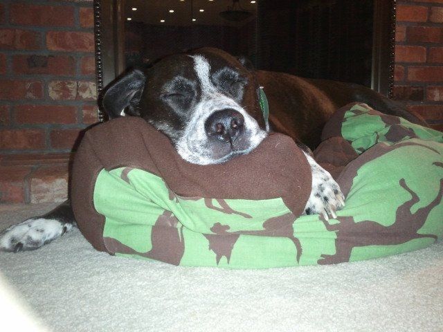 Keeping my mind of my wedding...Show me your dog:)!!**Pics