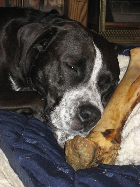 Keeping my mind of my wedding...Show me your dog:)!!**Pics