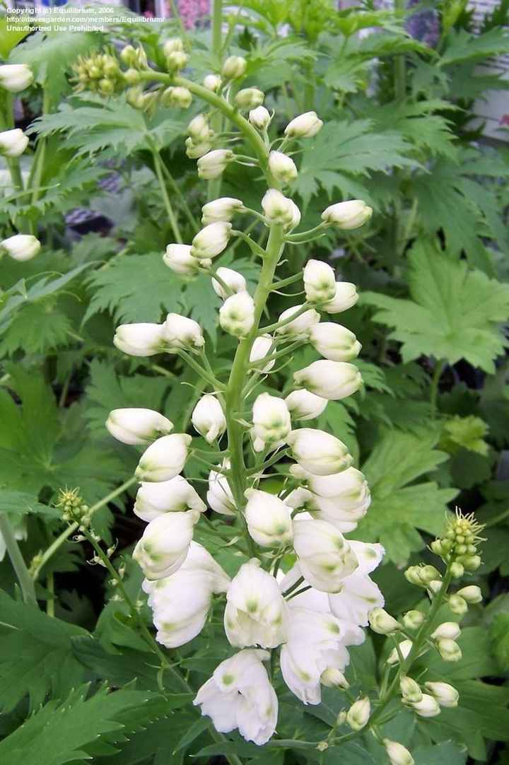 Flower Question