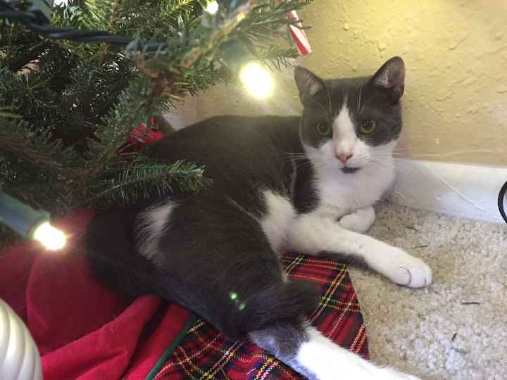 Brag Post - Pet Edition!