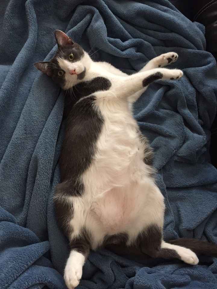 Brag Post - Pet Edition!