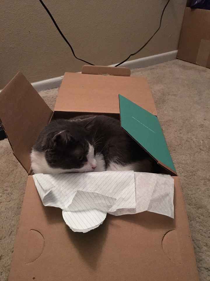 NWR my cat is enjoying my mom's online shopping this year