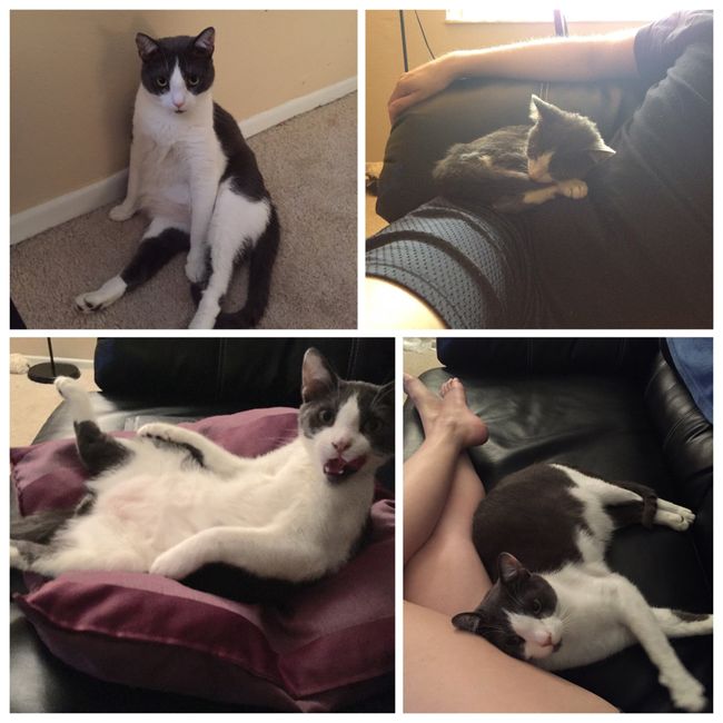 NWR: longest week ever. Need kitten pictures