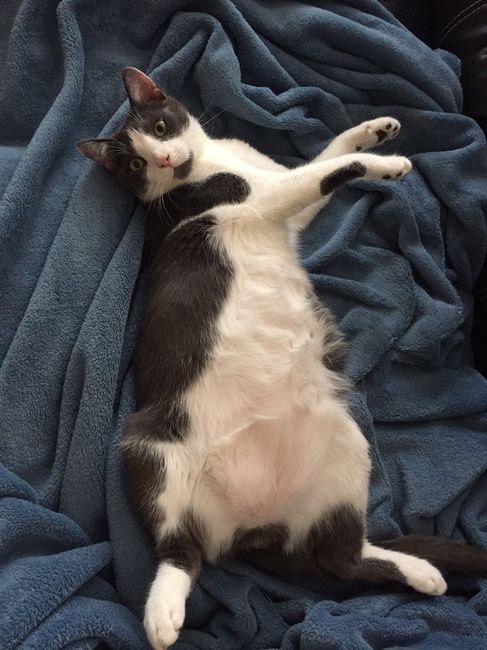 Brag Post - Pet Edition!