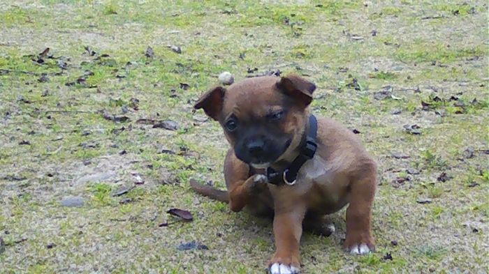 Keeping my mind of my wedding...Show me your dog:)!!**Pics