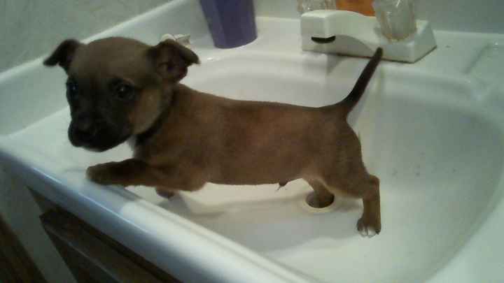 Keeping my mind of my wedding...Show me your dog:)!!**Pics