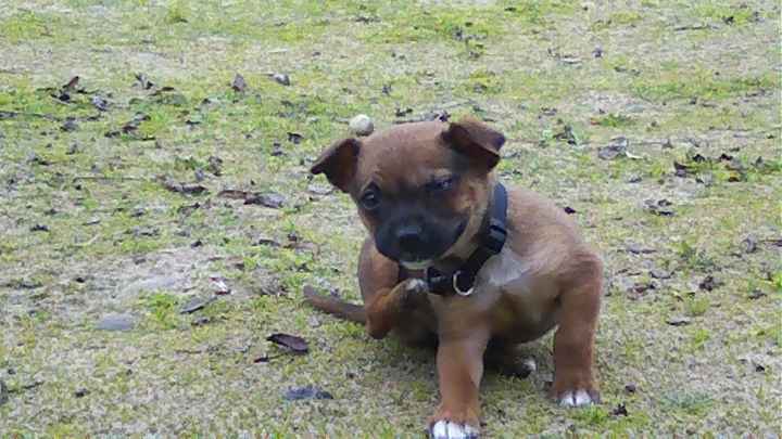 Keeping my mind of my wedding...Show me your dog:)!!**Pics