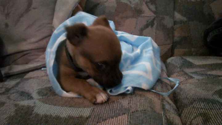 Keeping my mind of my wedding...Show me your dog:)!!**Pics