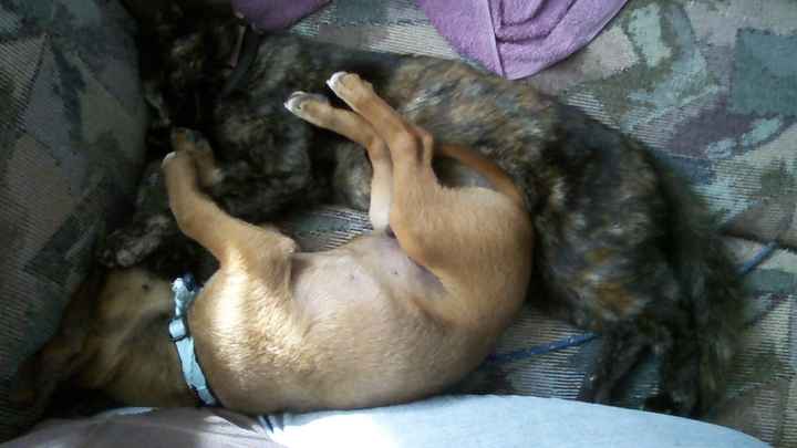 Just for fun, lets see your crazy pet child....