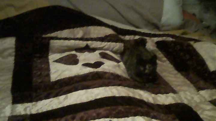 Just for fun, lets see your crazy pet child....