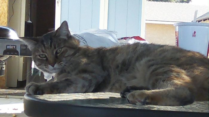 NWR: Cats!
