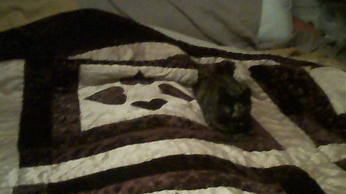 Just for fun, lets see your crazy pet child....