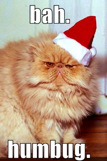 NWR: I love Christmas but this cat is too funny