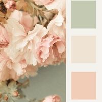 Color Palette