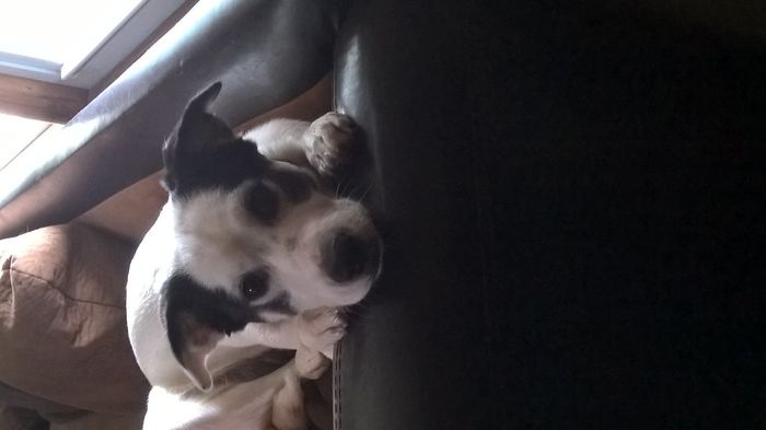 Fur baby friday!