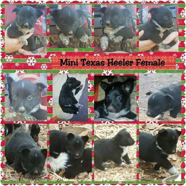 NWR: Help me name my new fur baby!
