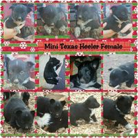 NWR: Help me name my new fur baby!