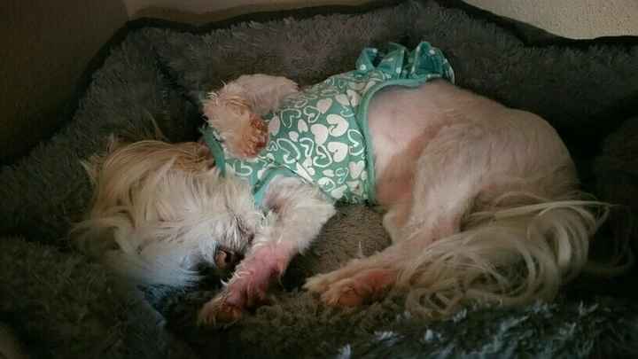 NWR: it's my dogs birthday!